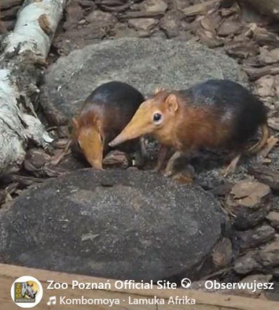 Maluch wielkości dłoni podbija poznańskie zoo. Poznajcie uroczego sorkonosa!
