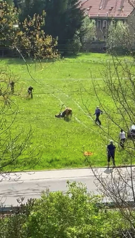 Horror na łące! Znęcali się nad cielakiem, wjeżdżali w niego samochodem