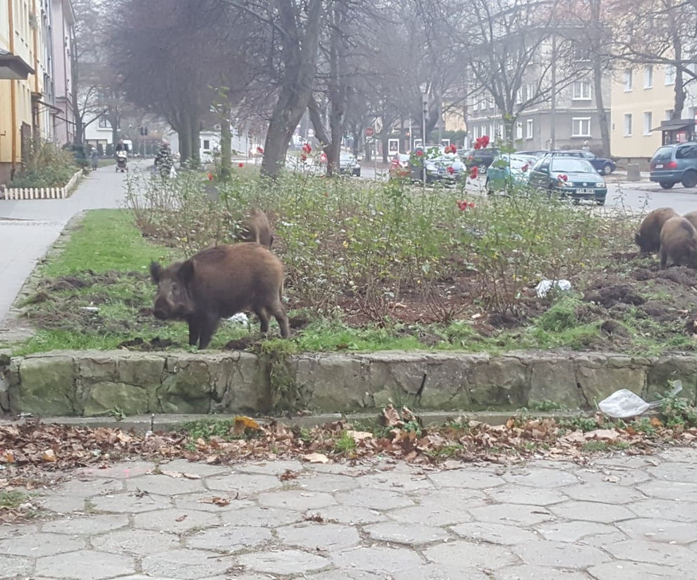Sześć dorodnych osobników jak gdyby nigdy nic wyszło z pobliskiego lasu i odbyło małą przechadzkę po mieście.