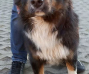 Te niewinne zwierzaki zostały znalezione na ulicy