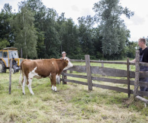 Rolnicy. Podlasie odcinek 28 [PREMIERA 19.09.2021]
