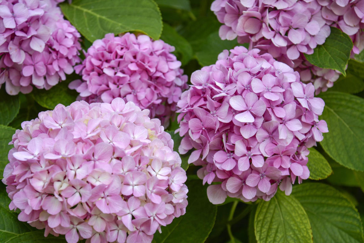 Hortensja ogrodowa (Hydrangea macrophylla) 