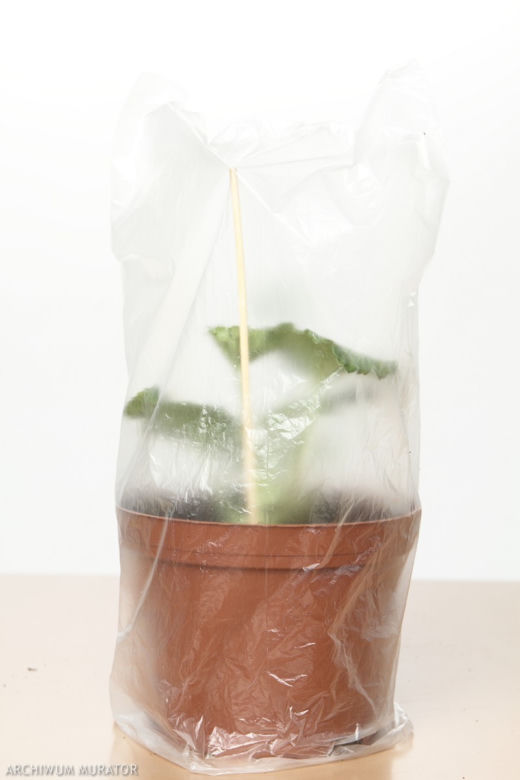 Rozsadzanie pelargonii