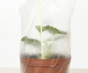 Rozsadzanie pelargonii
