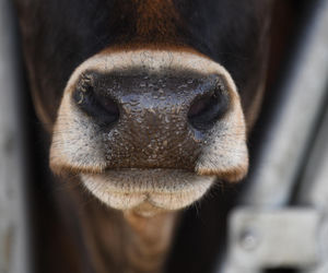 Na zadbanie o krowy zimą możesz dostać dofinansowanie