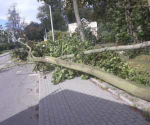 Powiśle. Halny łamał gigantyczne drzewa jak zapałki i przewracał je na samochody!