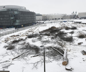 Rzeź drzew w parku w centrum Warszawy. Przygnębiający widok przed odbudową Pałacu Saskiego