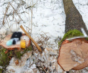 Śmiertelny wypadek podczas wycinki drzew. Nie żyje 66-latek