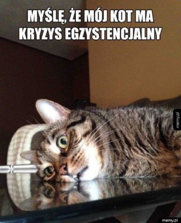Światowy Dzień Kota 2022. Zobacz najśmieszniejsze obrazki i MEMY z kotami! 