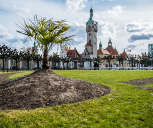 Palmy w Sopocie, zachęcają do spacerów [ZOBACZ ZDJĘCIA]