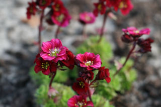 Skalnica Arendsa - Saxifraga x arendsii
