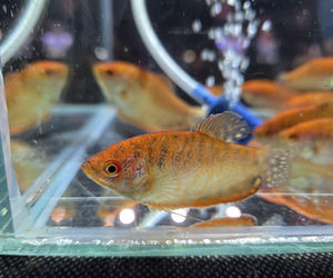 Egzotyczny świat zawitał do Bydgoszczy! Pająki i węże były na wyciągnięcie ręki