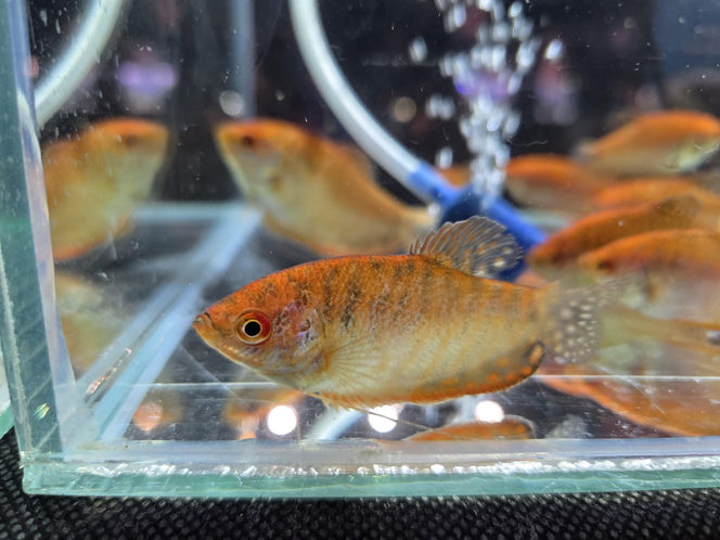 Egzotyczny świat zawitał do Bydgoszczy! Pająki i węże były na wyciągnięcie ręki