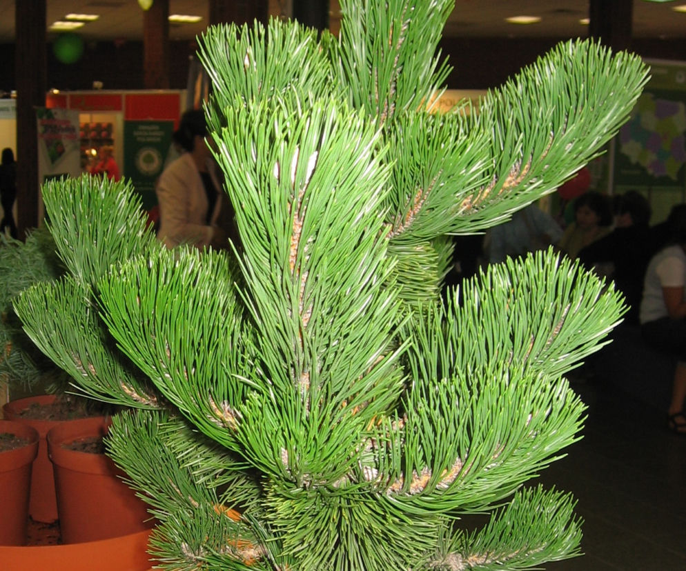 Sosna czarna 'Oregon Green'