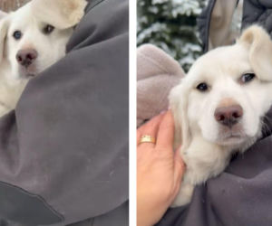 Wyrzucony w święto Trzech Króli na mróz i śnieg. Kacperek szuka nowego domu 