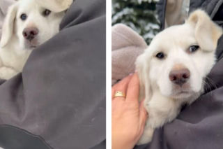 Wyrzucony w święto Trzech Króli na mróz i śnieg. Kacperek szuka nowego domu 