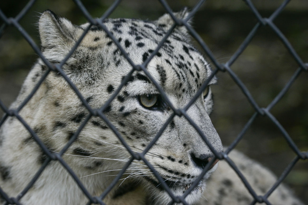 Szok w zoo. Pantera śnieżna padła na COVID. Jak to możliwe?