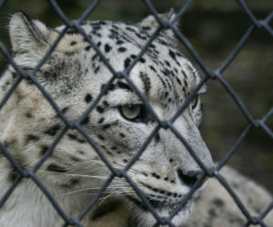 Szok w zoo. Pantera śnieżna padła na COVID. Jak to możliwe?