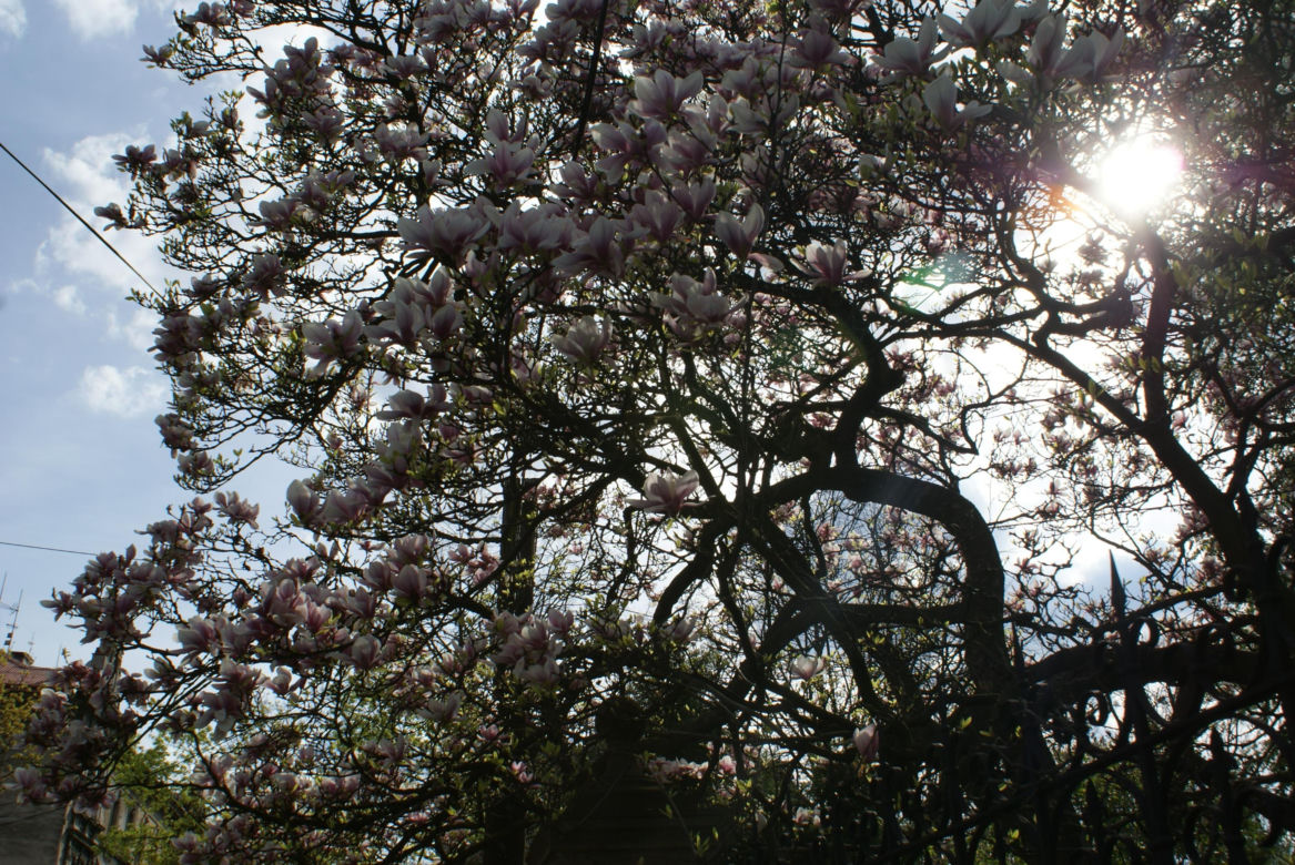 Szlak Magnolii w Cieszynie to największa atrakcja wczesnej wiosny
