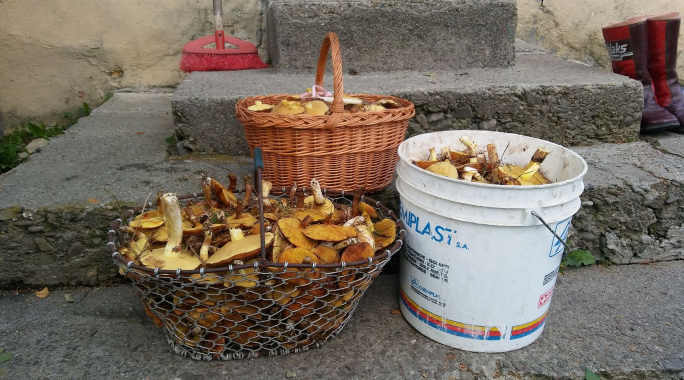 Grzybobranie na Podkarpaciu: Zdjęcia Czytelników