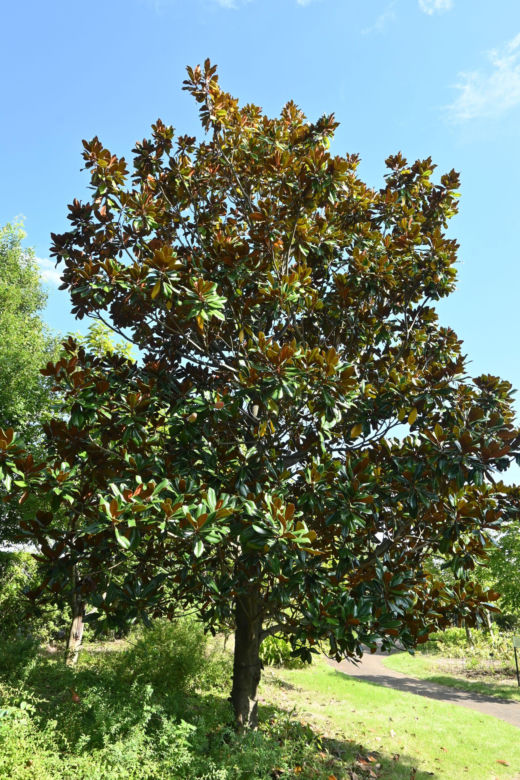 Magnolia wielkokwiatowa