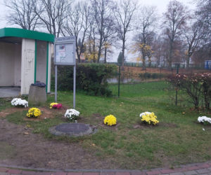 Wyjątkowo kolorowa jesień w Gminie Iława. Wszędzie chryzantemny!
