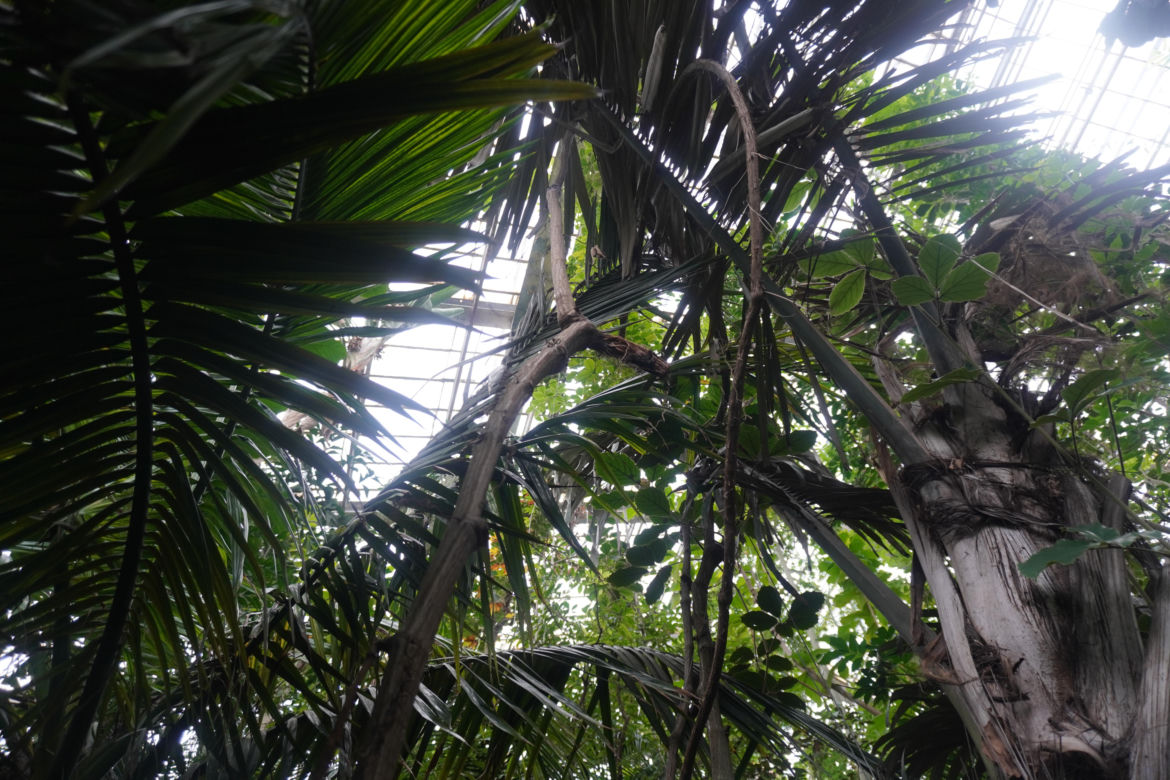 Palmiarnia