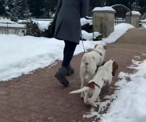 Pieski w Pałacu Prezydenckim