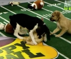 Szczeniaczki walczą o Super Bowl 