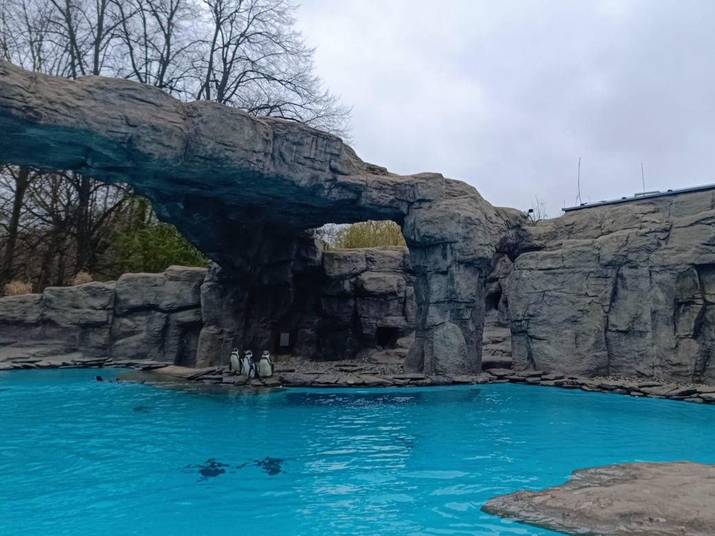 Kowalski, Rico, Szeregowy i Skipper szczerzyli ząbki. Pingwiny z Chorzowa wróciły do zoo