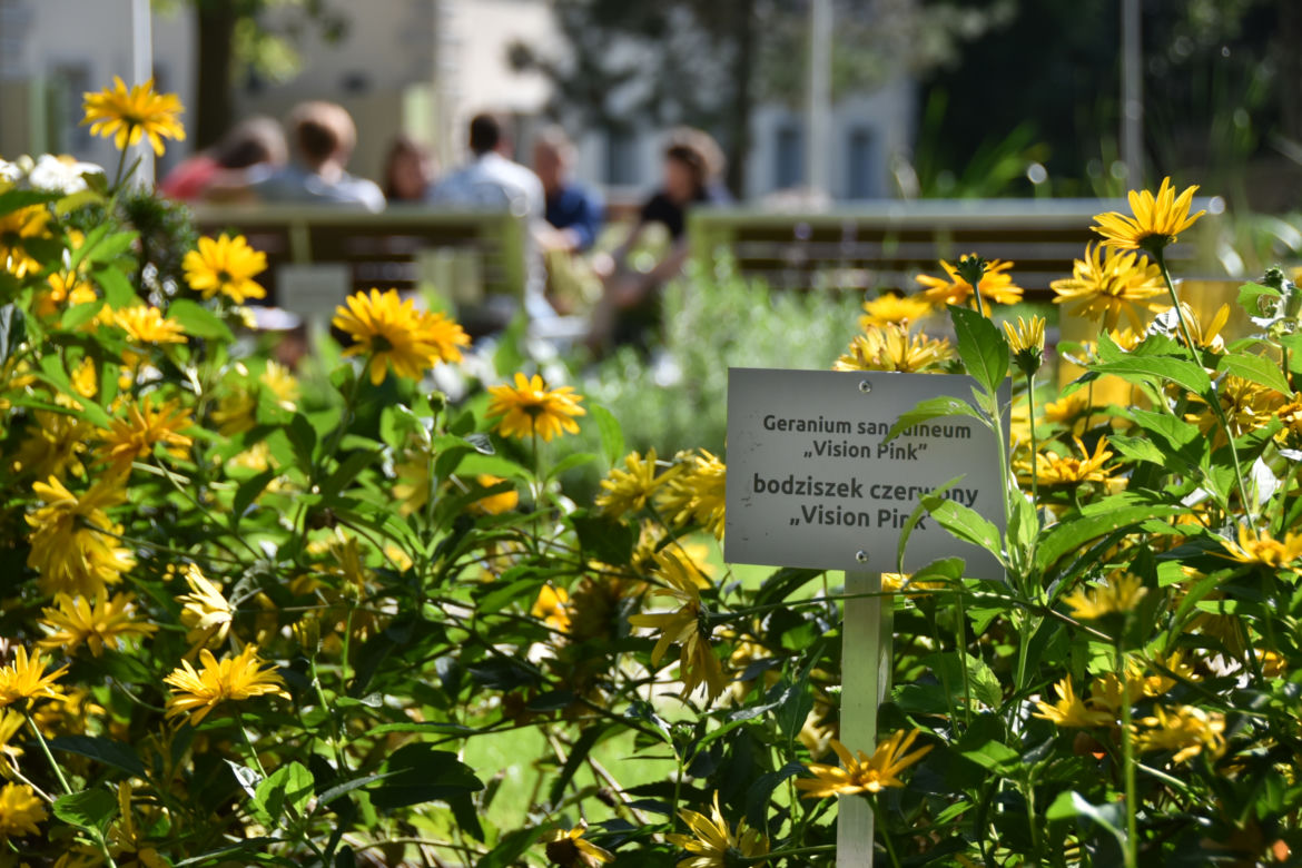Ogród botaniczny Batorego wrócił do żywych