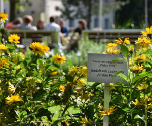 Ogród botaniczny Batorego wrócił do żywych