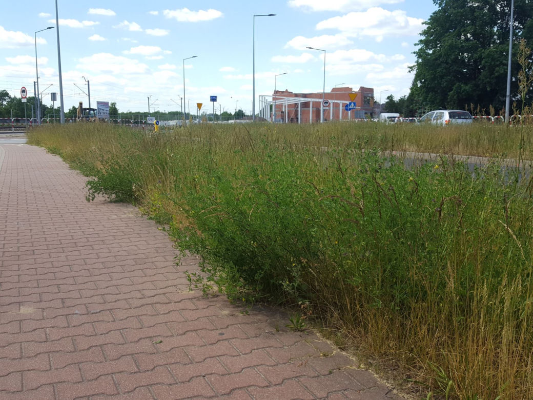 Tak wysokich chwastów przy drogach w Lesznie dawno nie oglądaliśmy
