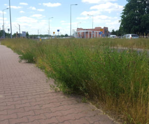 Tak wysokich chwastów przy drogach w Lesznie dawno nie oglądaliśmy