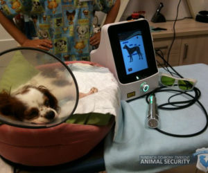 Fundacja Animal Security