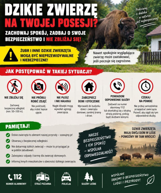 Żubr widziany pod Sarnakami