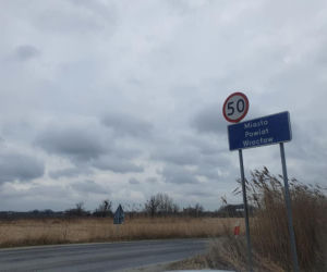 „Po Wrocławiu biega niedźwiadek”. To zgłoszenie postawiło służby na równe nogi 