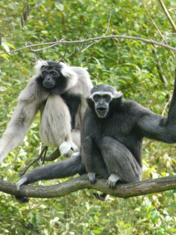 Tak wyglądają zwierzęta mieszkające w śląskim ZOO