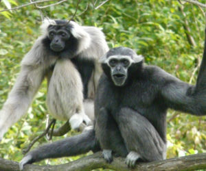 Tak wyglądają zwierzęta mieszkające w śląskim ZOO