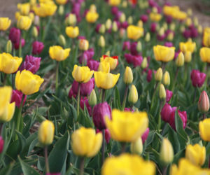 Tulipany na polach w Chrzypsku Wielkim