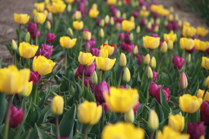 Tulipany na polach w Chrzypsku Wielkim