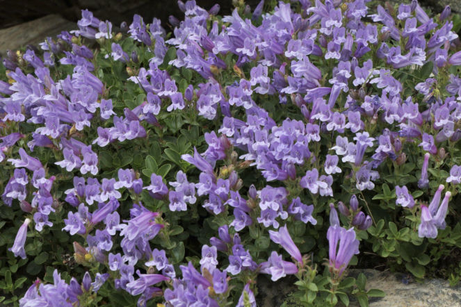 Penstemon Davidsona