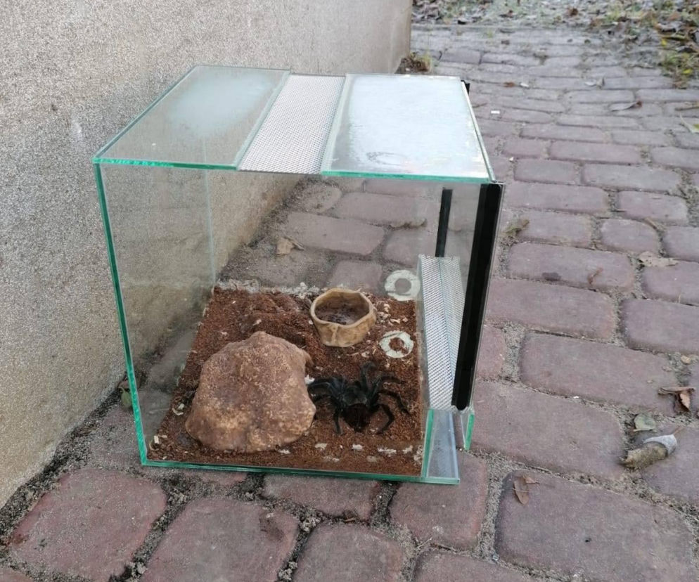 Horror w Dąbrowie Górniczej. Ktoś zostawił przed blokiem terrarium z olbrzymim pająkiem [FOTO]