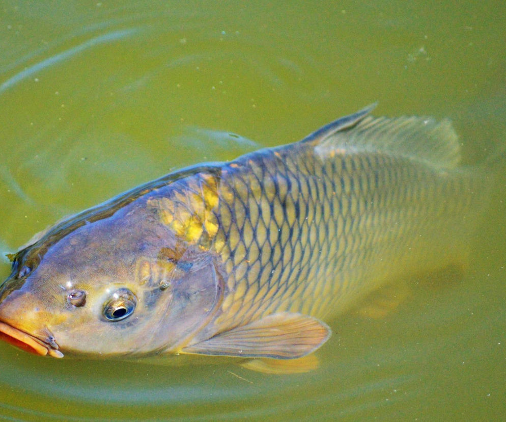 To nie symbol Bożego Narodzenia, a PRL-u! Chodzi o karpia na wigilijnym stole. Komunistyczne „tradycje” kulinarne zostały z nami do dziś