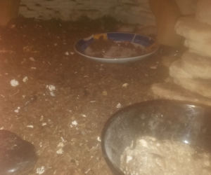 Takie warunki miały ziwerzęta w mieszkaniu studenta skazanego za torturowanie kotów, kur i szczurów