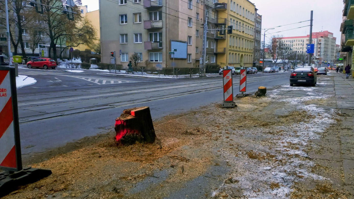 Masowa wycinka drzew w alei Wyzwolenia 