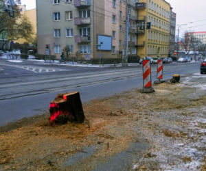 Masowa wycinka drzew w alei Wyzwolenia 