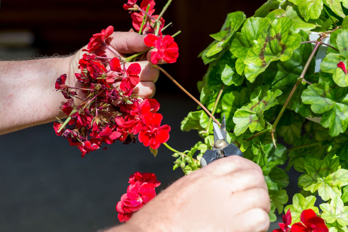 Zimowanie pelargonii