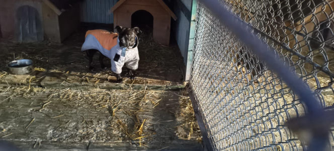 Ponowne kontrole w zarejestrowanych schroniskach w Oświęcimiu i Tarnowie wykazały brak uchybień