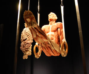 Rzeźby Gunthera von Hagens